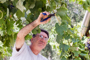 Removing fruitless branch from Vine